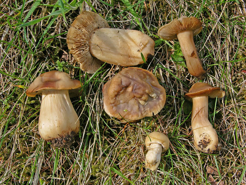Calocybe gambosa ed Entoloma clypeatum.